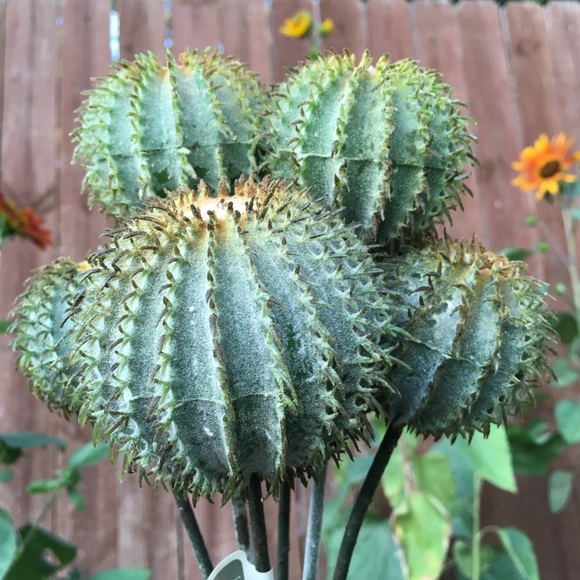 allstate floral Other - 12 Cactus Bundles 14” Faux Barrel Cactus